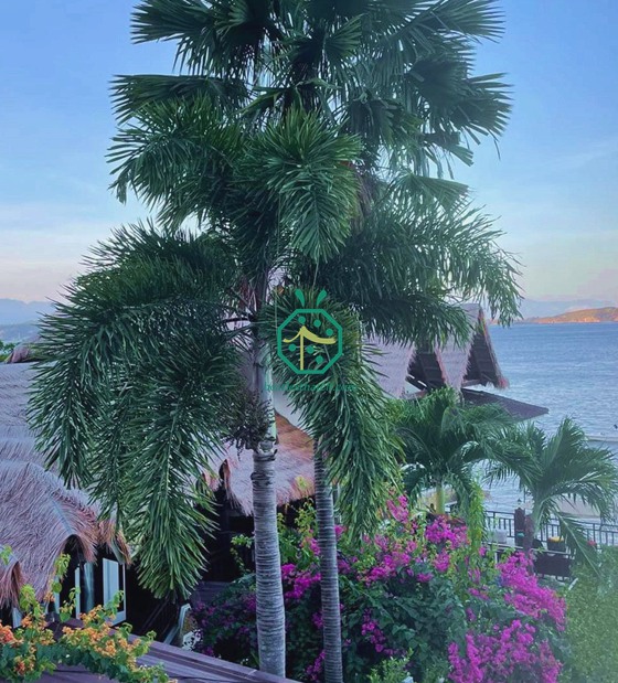 techo de paja de paja sintética para resort de buceo en batangas en filipinas